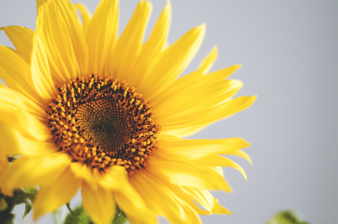 Glamorous Sunflower
