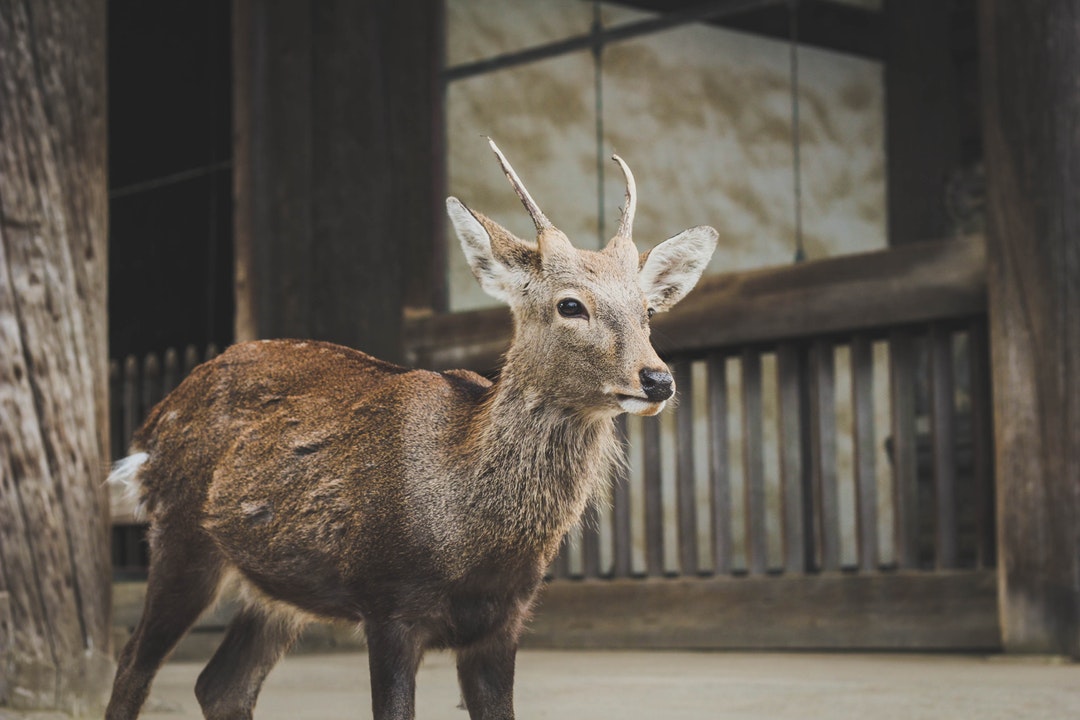 Graceful Fawn