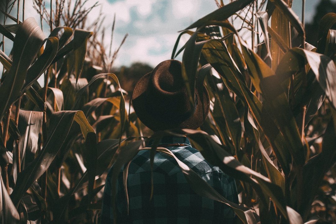 Harvesting Abundance