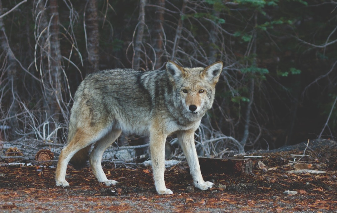 Innocent Coyote