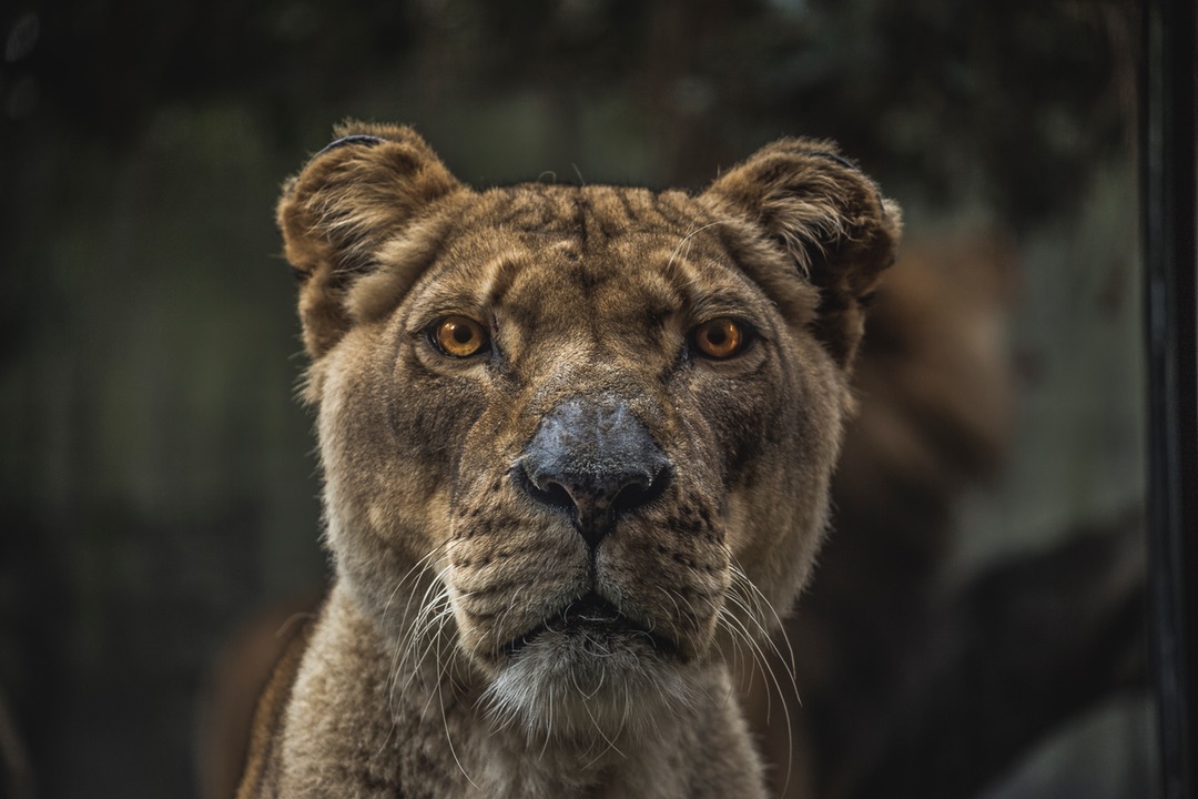 Intense Gaze of the Lioness