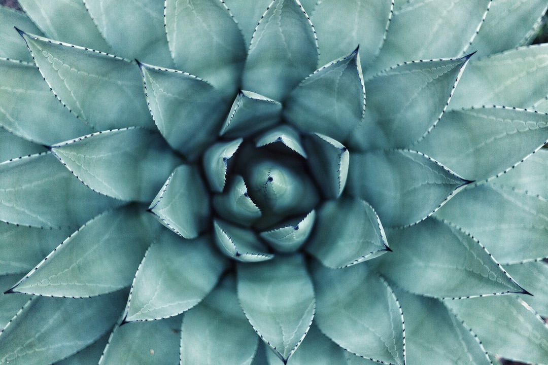 Macro Splendor