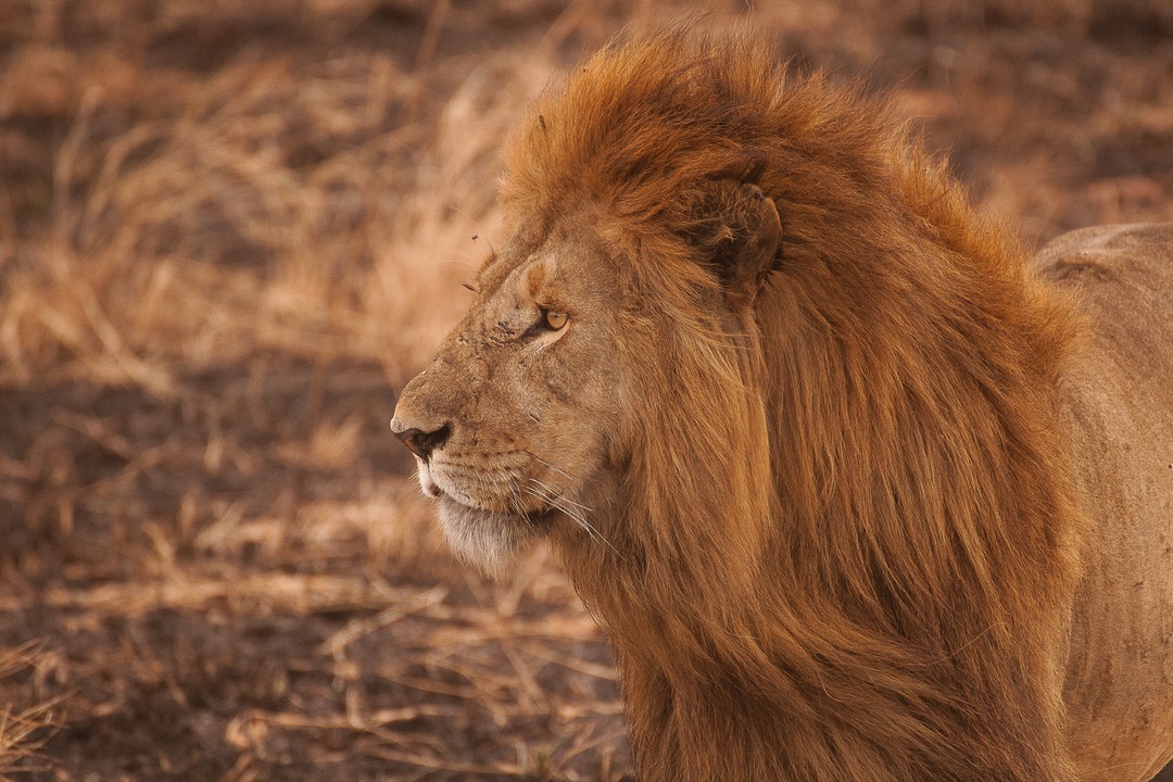 Majestic Feline Power