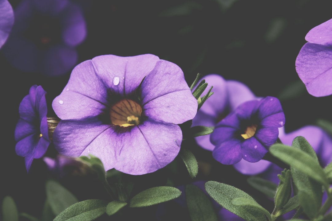 Mexican Purple Petunia