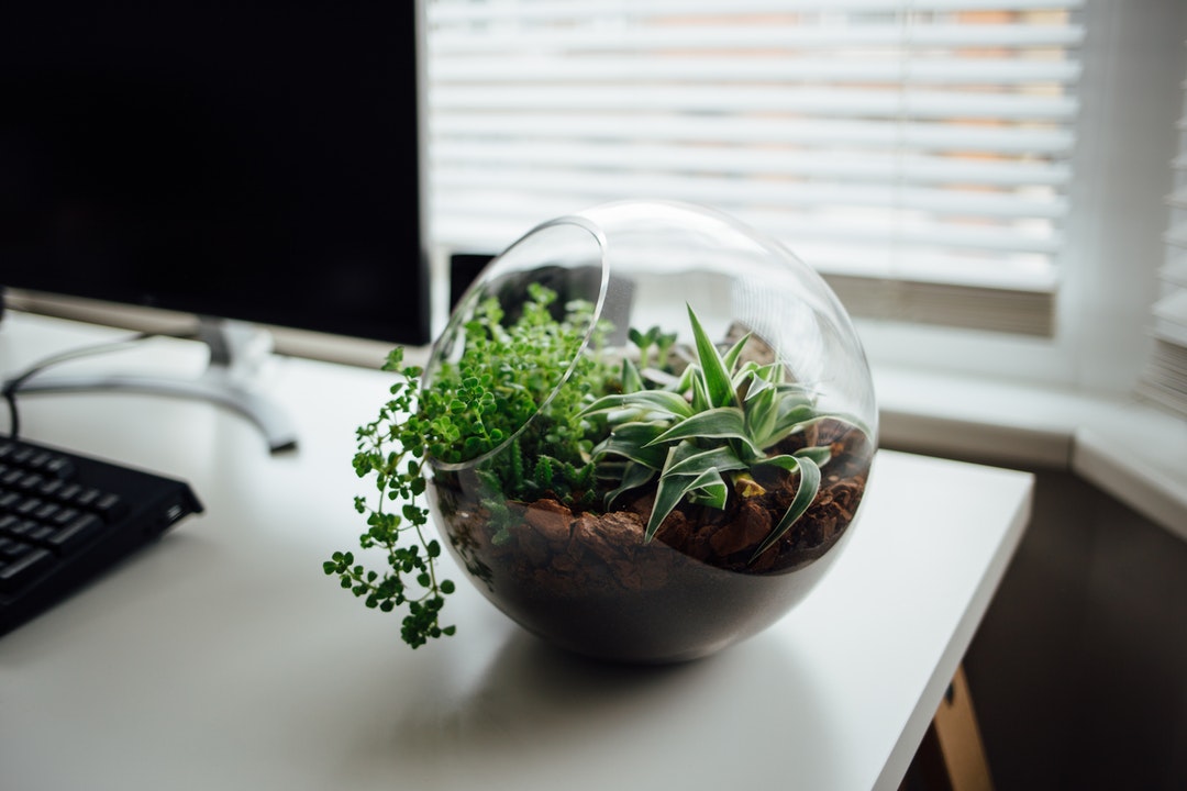Mini Ecosystem on a Desk
