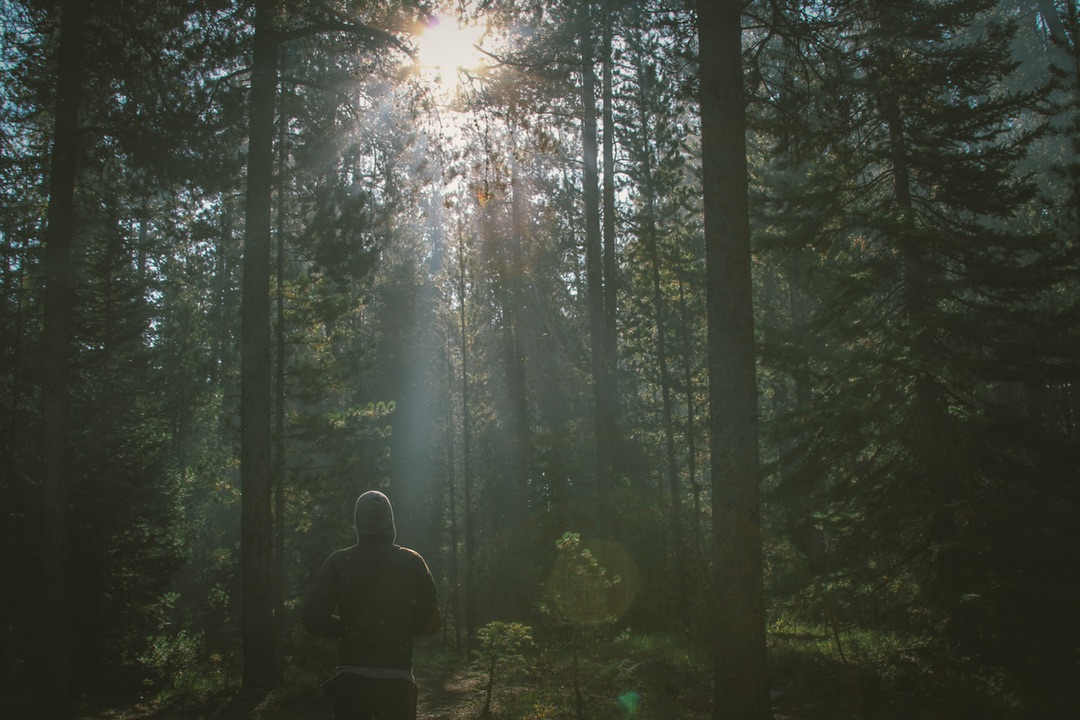 Morning Forest Expedition
