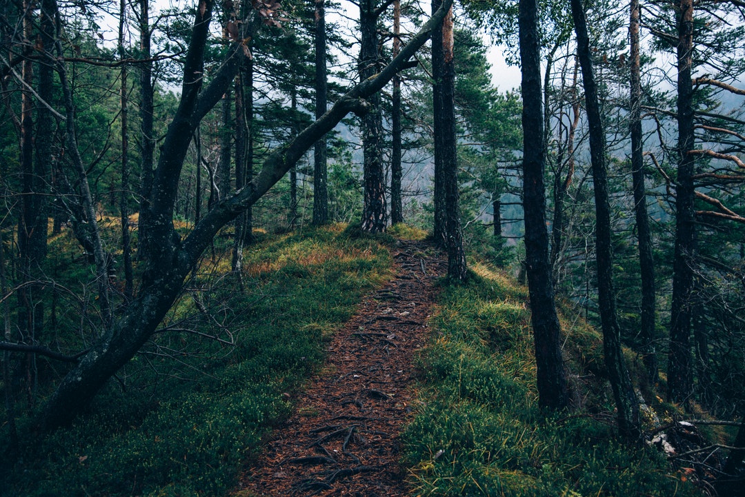 Nature's Call