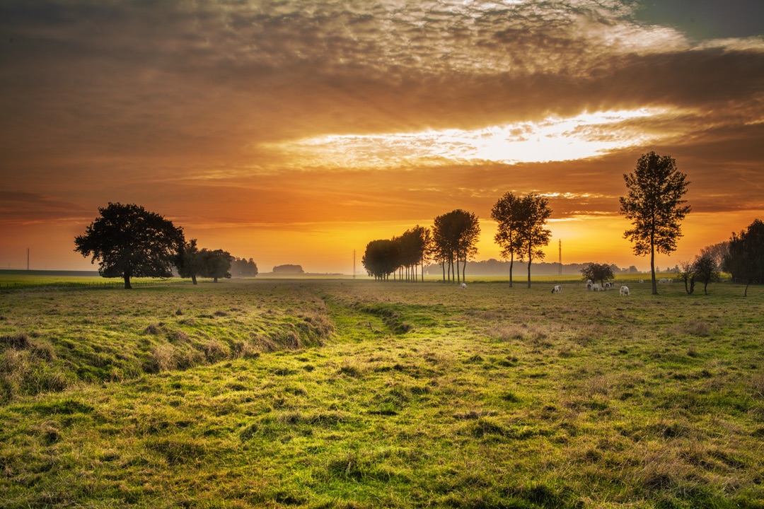 Prairie's Golden Sunset