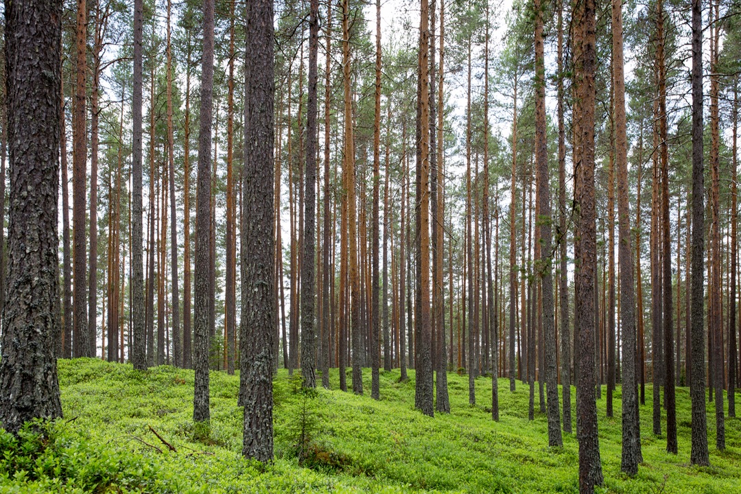 Serene Forest Haven