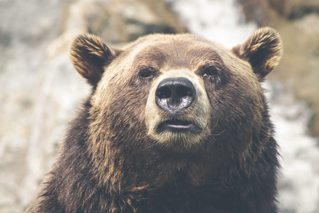 Sleepy Bear