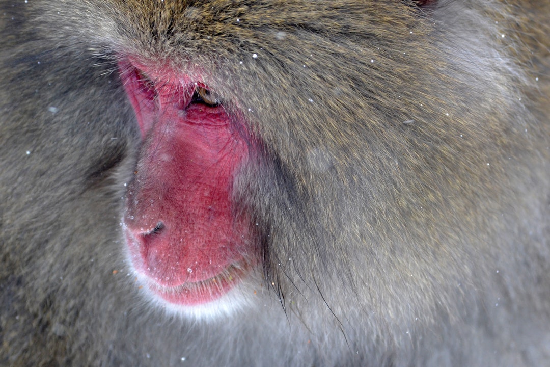 Snowy Baboon Encounter