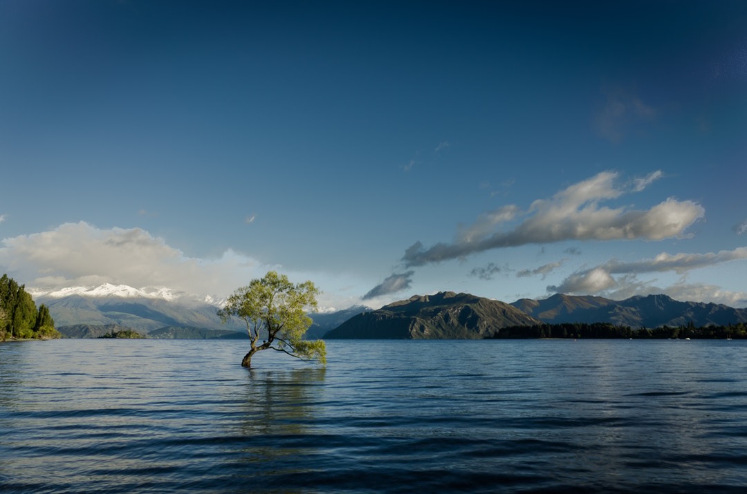 Solitary Tree Reflection