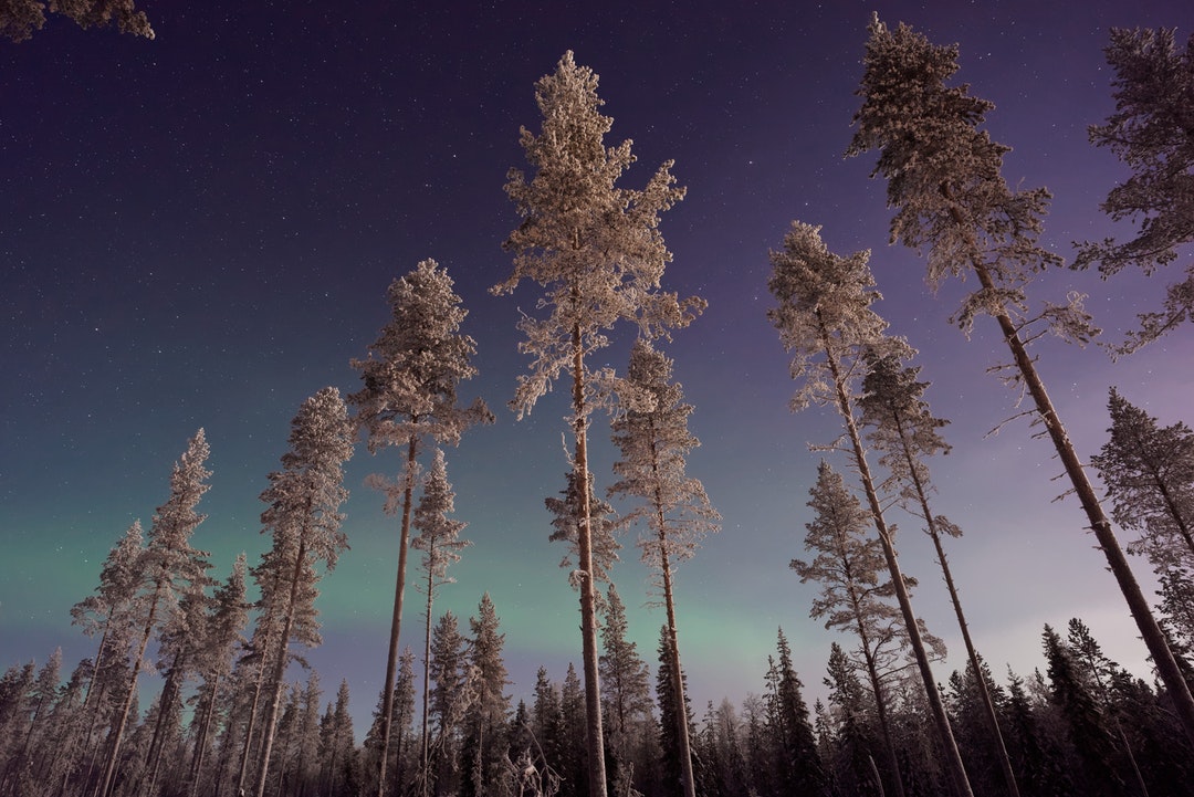Stellar Pine Grove