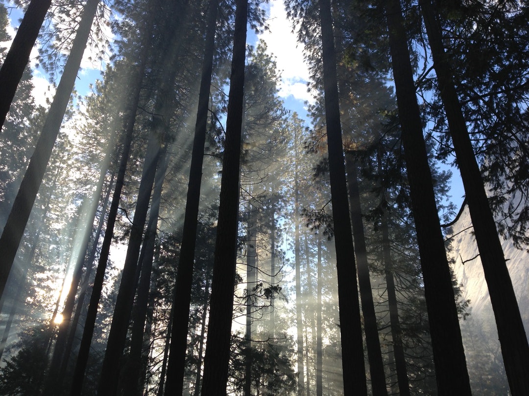 Sunlit Pines