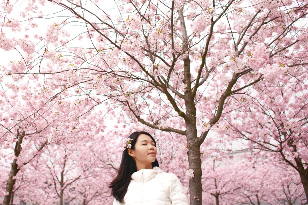 Under the Cherry Blossoms