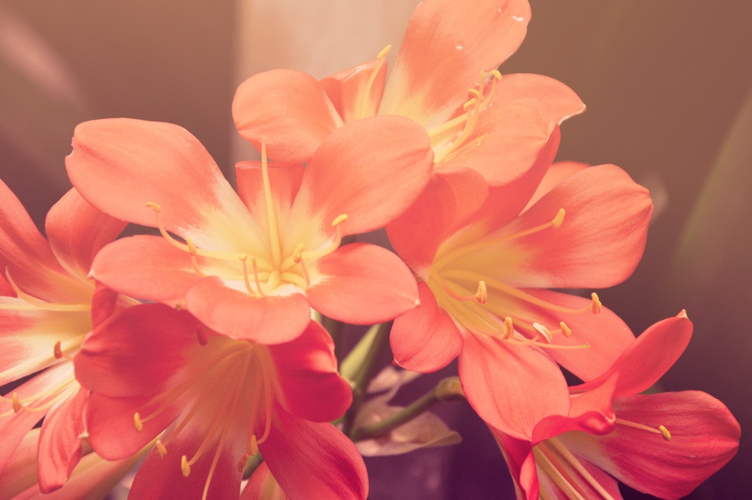 Vibrant Flowers