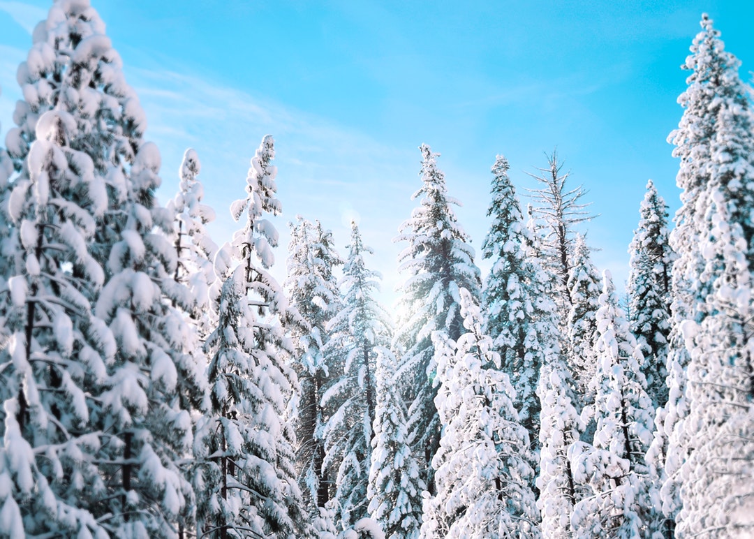 Winter Wonderland
