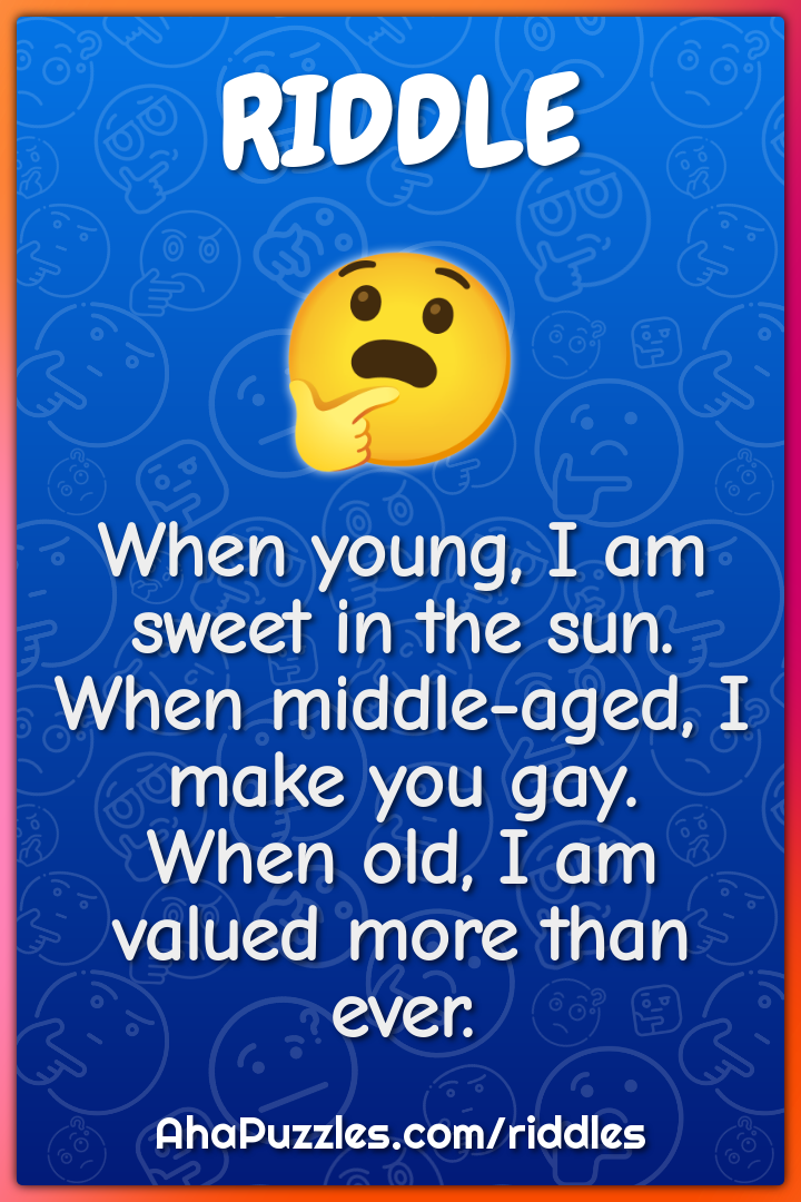 When young, I am sweet in the sun. When middle-aged, I make you gay....