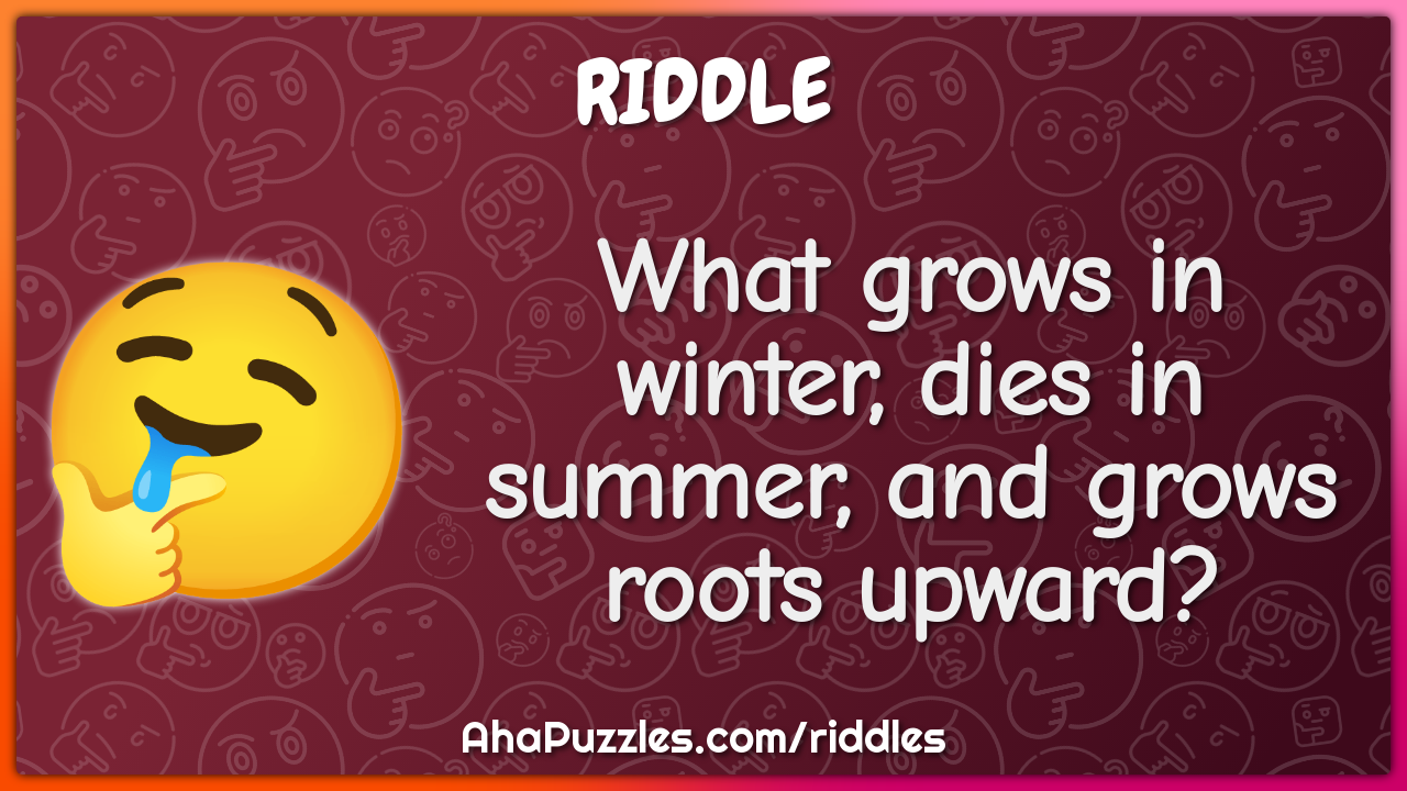 What grows in winter, dies in summer, and grows roots upward?