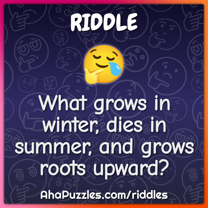 What grows in winter, dies in summer, and grows roots upward?