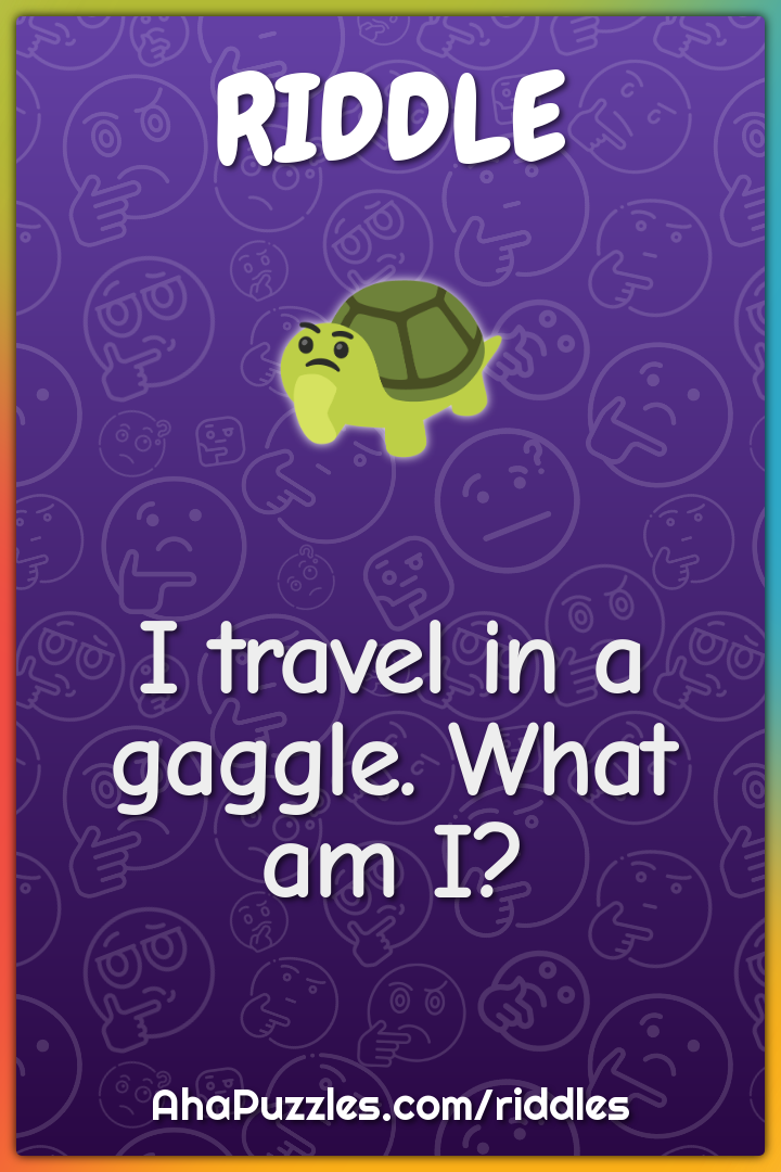 I travel in a gaggle. What am I?
