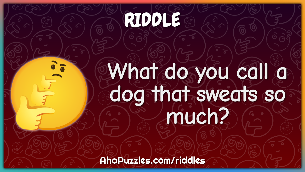 What do you call a dog that sweats so much?