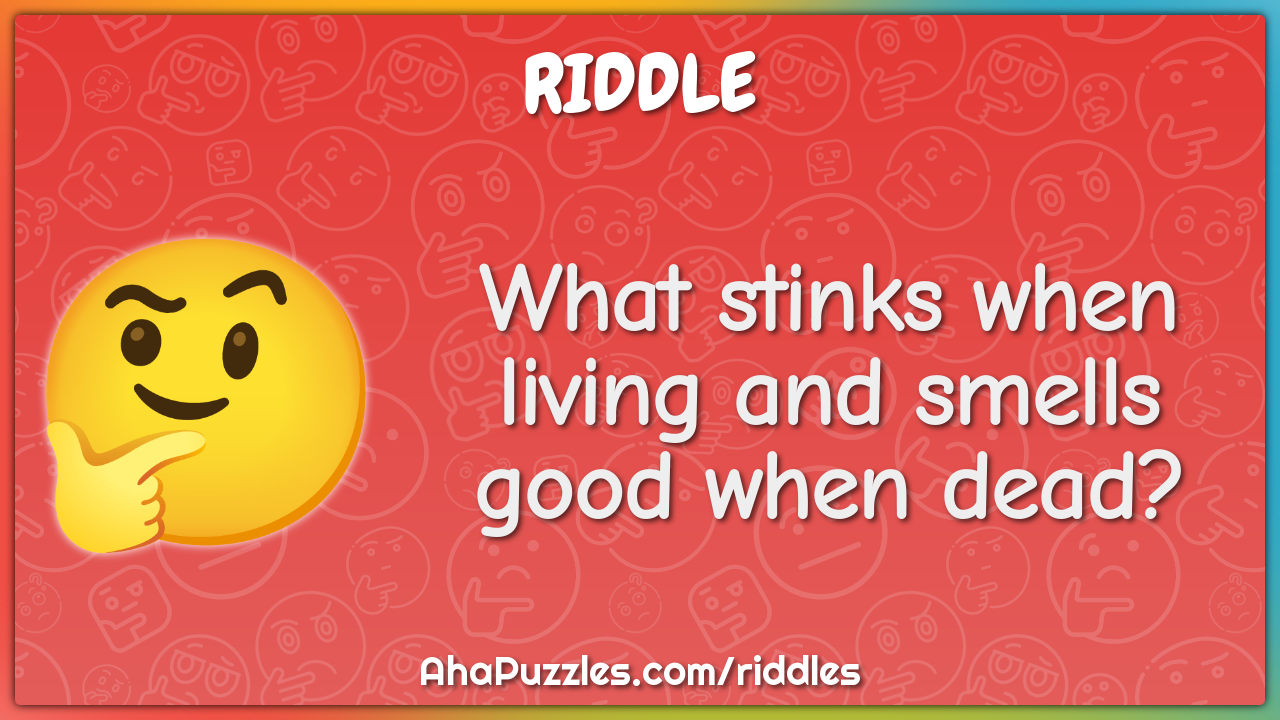 What stinks when living and smells good when dead?