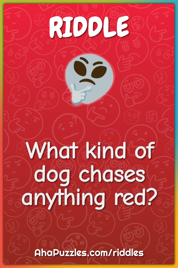 What kind of dog chases anything red?