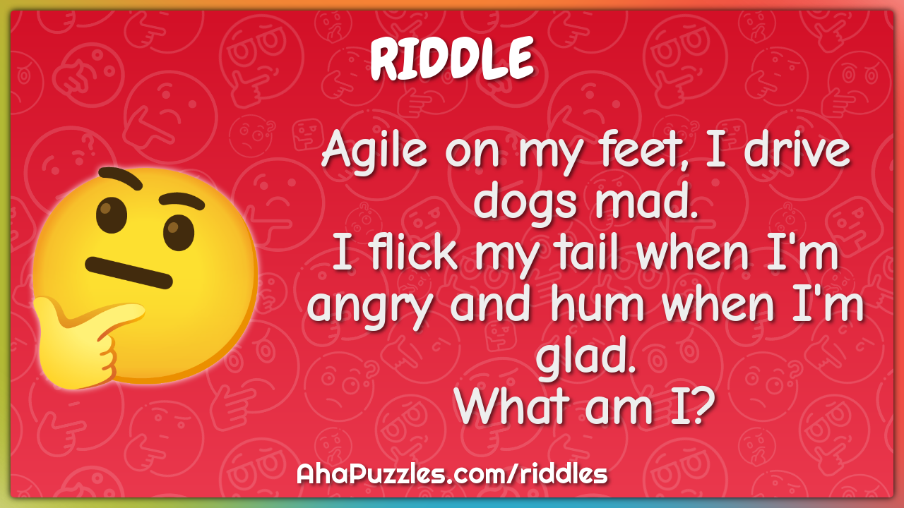 Agile on my feet, I drive dogs mad. I flick my tail when I'm angry and...