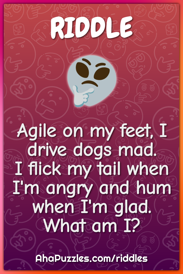 Agile on my feet, I drive dogs mad. I flick my tail when I'm angry and...